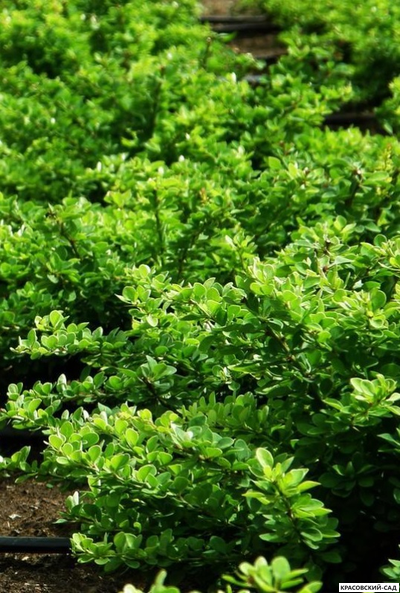 Барбарис Тунберга Green carpet - фото в саду  - красовский-сад.рф
