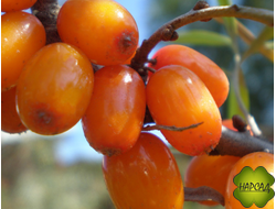 Облепиха плодовая "Елизавета" (безшипая, крупная и вкусная) (саженец 2,5 года)