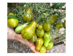 Томат Майкл Поллан (Michael Pollan)