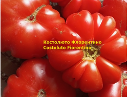 Томат Костолюто Фиорентино (Costoluto Fiorentino)
