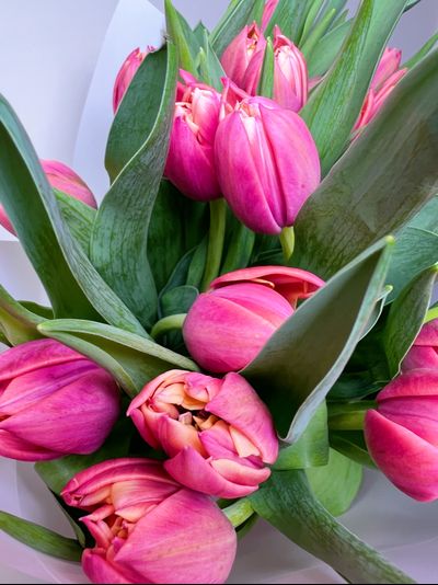 Букет пионовидных тюльпанов 25 шт Columbus