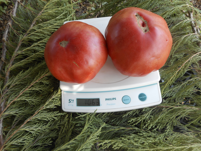 Томат Однокилограммовый