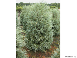 Можжевельник Пэтфиндер - Pathfinder