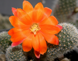 Rebutia hybr.orange - 5 семян