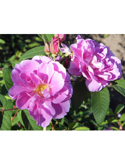 Канадские и Латвийские