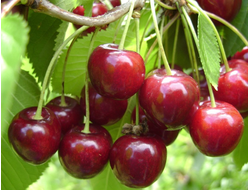 Молодежная(вишня)