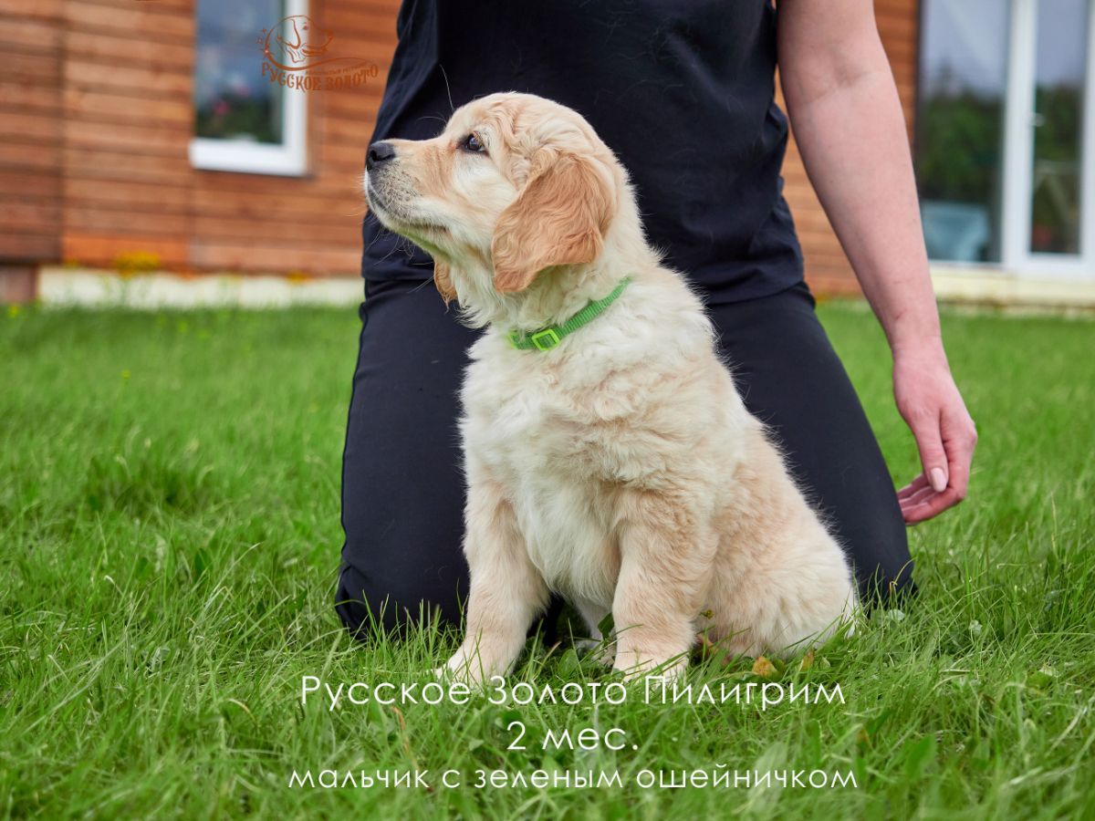 РЗ Пилигрим, мальчик зеленый ошейничек, 2 мес