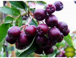 СОРБАРОНИЯ МИЧУРИНА (рябина+черноплодка) МНОГО ВИТАМИНОВ! ДЛЯ ДЖЕМОВ И НАСТОЕК (саженец с ягодами 1 м)