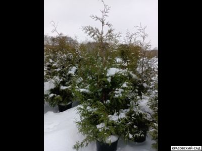 Туя Брабант 2 метра