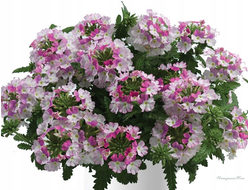 Вербена Vanessa Compact Bicolor Rose в горшке 0,5л