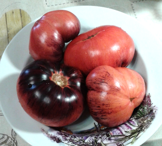 Семена томата Убеждение