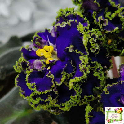 ЕК-Кудри Посейдона (Е.В. Коршунова) 2017 г. (лист посажен 01.11.25)