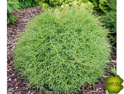 Туя западная "Мистер Боулинг Болл" (вырастает - 0,7 м) саженец 30-40см