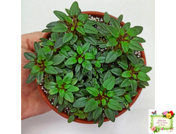 Teeny Bopper (L.Lyon) 5017 (08/27/1982) трейлер