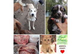 24.09.21 мы передали мяско от нас с вами подопечным приюта Рыжики. За период с 06.07 по 20.09 сумма по благотворительным купонам составила 4337 руб. Благодарим всех, кто принимает участие в акции! 