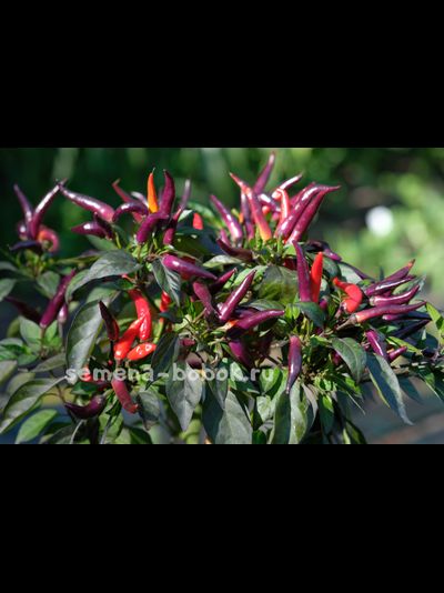 Перец Острый  Maya Black Blood, 10 шт