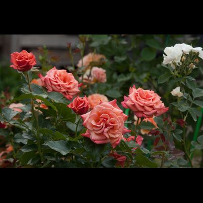 Энн Хендерсон(Ann Henderson)