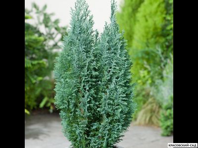 Кипарисовик Элвуди - Ellwoodii