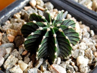 Gymnocalycium friedrichii v.moserianum VoS-014а (D=25mm) 10 ribs