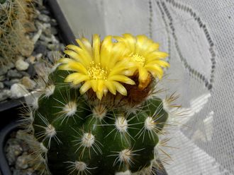 Parodia ayopayana L 961 - 5 семян