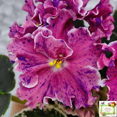 ТФ-Confetti (Т. Фурлетова) 2024 г.