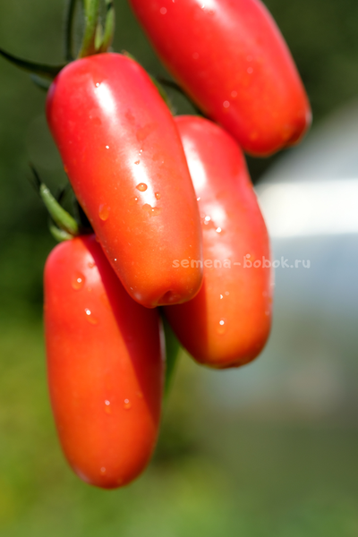 Томат Фляшен Pozano (Фляшен Позано), 10 шт