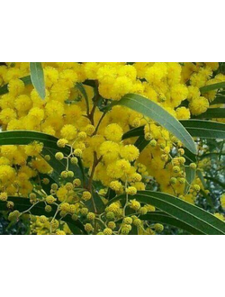 Mimosa Flowers Olessence (Robertet) / Мимоза Олессенс