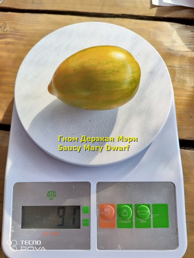 Томат Гном Дерзкая Мэри (Saucy Mary Dwarf) США