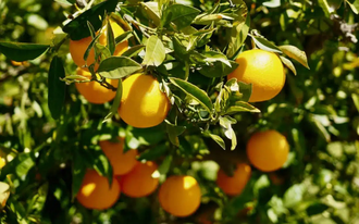 Апельсин сладкий (Citrus sinensis) цедра, Сицилия, 5 мл - 100% натуральное эфирное масло