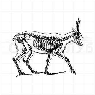 штамп винтажный скелет оленя
