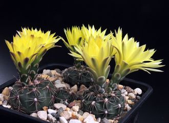 Gymnocalycium andreae ssp.pabloi VG-985 - 5 семян