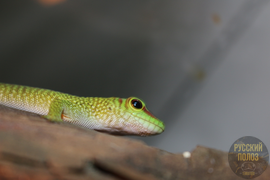 Мадагаскарский дневной геккон, Фельзума Мадагаскарская, Phelsuma madagascariensis