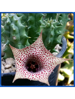 Huernia boleana ES 2310, Ethiopia