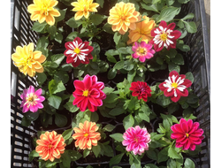 Горшечные растения/Кашпо