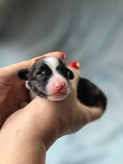 мальчик с ГОЛУБЫМ ошейничком Д-2025, окрас черный триколор, возраст 3 дня