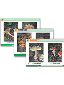Комплект таблиц раздат. "Грибы съедобные и несъедобные" (цвет., лам., А4, 8 шт.)