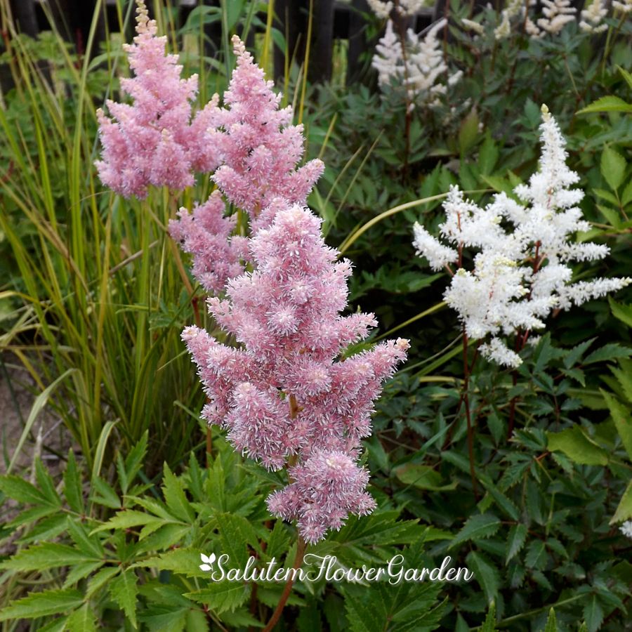 Астильба Astilbe Sister Theresa