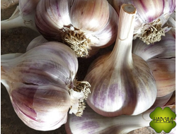 ОТЕЧЕСТВЕННЫЙ ЧЕСНОК ОЗИМЫЙ «ЩАДЕЙКА»  (250 г)