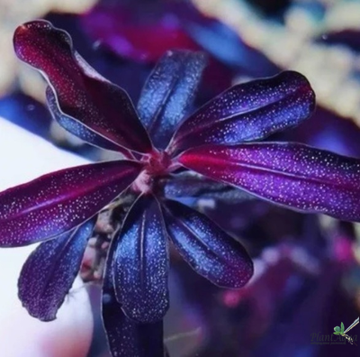 Буцефаландра Brownie Purple (меристемная) Сингапур