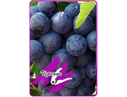 Ласточка (укоренённый черенок)