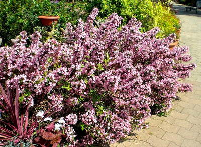 Вейгела  Pink Poppet