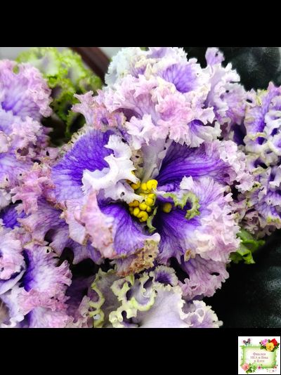 БР-Зимняя Метель (С. и Н. Буркацкие) 2021 г.