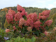 Фантом гортензия метельчатая(Hydrangea paniculata Phantom)