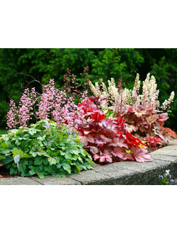 Гейхера в ассортименте