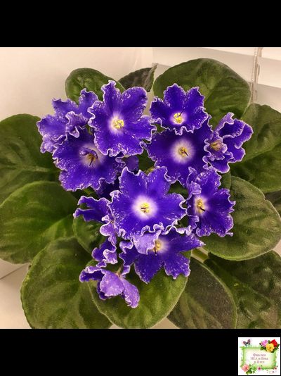 DS-Сияющий Колокольчик (Dimetris) 2014 г. (лист посажен 27.10.25)