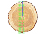 Анализатор годичных колец деревьев