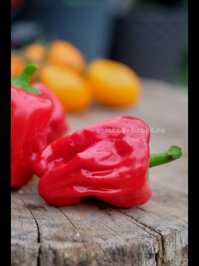 Перец сладкий Griolla De Cocina (Креольская Кухня), 10 шт