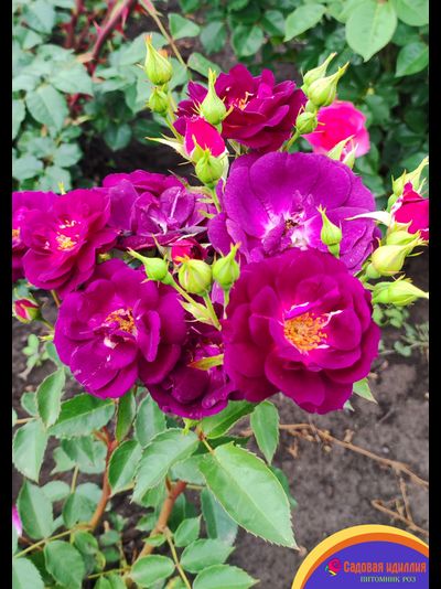 Миднайт Блю (Midnight Blue)