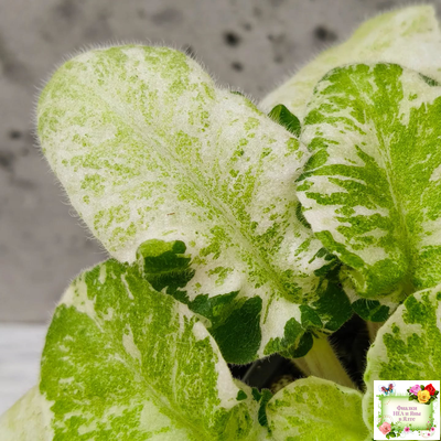 КНН-Крокус химерный спорт по листу