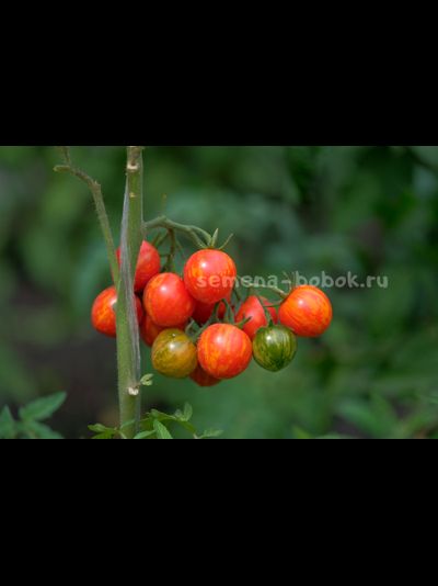 Томат Ruby Slipper (Рубиновые бамшмачки), 10 шт